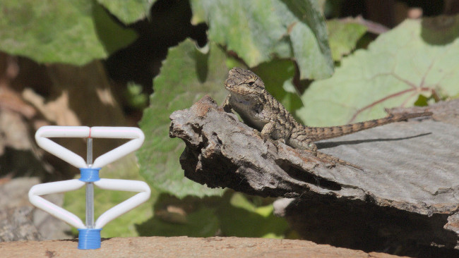 A western fence lizard eyes the pushupping bit of the
	         robot Lizardless Legs which resembles two white
	         tubular diamonds stacked one on the other. The bottom
	         diamond of the stack is in just at the beginning of
	         initiating a pushup as the robot detected the
	         lizard's own territorial pushup. Animal robot art by
	         artist Ian Ingram.