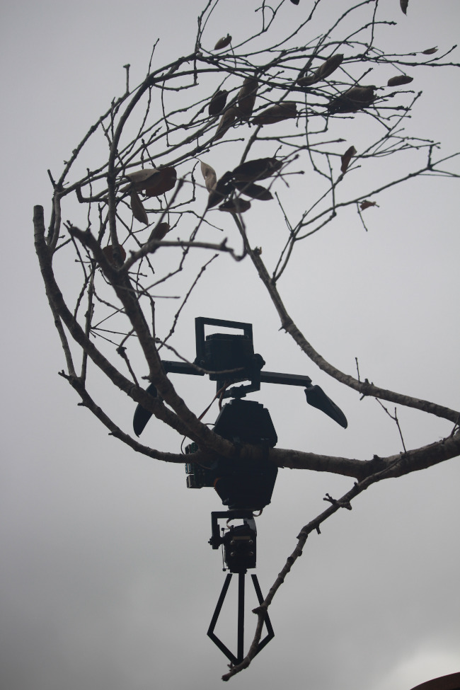 The robot Nevermore-A-Matic perched on a tree
		   branch and silhouetted against an evening
		   sky. Its two beaks are in a balanced resting
		   state while its camera tail looks vigilantly for
		   ravens. Animal robot art by artist Ian Ingram.