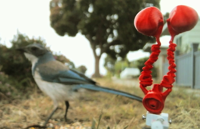 The robot Pidgin Smidgen does the mating dance of the
	    street pigeon for an indifferent scrub jay. Robotic
	    artwork by artist Ian Ingram.