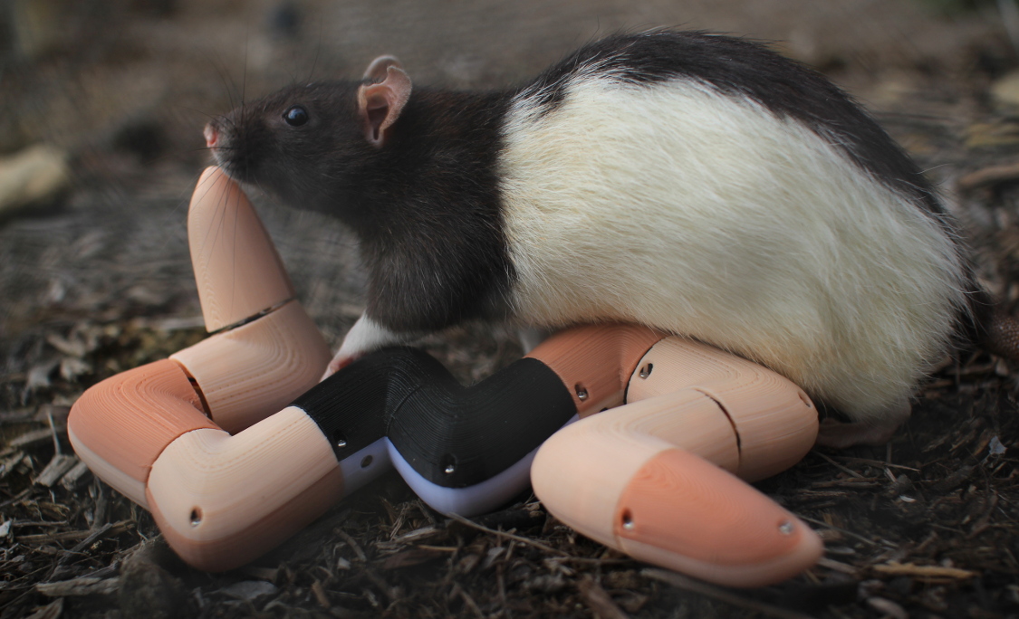 Elongate Evans with a Long Evans rat.  Animal
		    robot artwork by artist Ian Ingram.