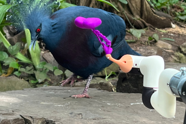The robot Pidgin Smidgen having a fabulous
      	              frolic with a Victoria crowned pigeon at the ARTIS
      	              Royal Zoo in Amsterdam. Animal robot art by Ian
      	              artist Ingram.