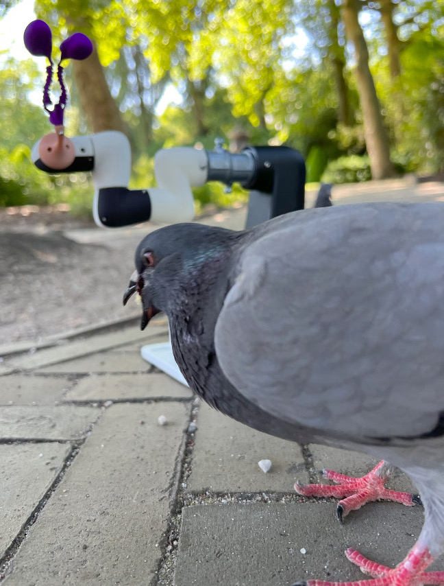 The robot Pidgin Smidgen in a courtyard at the ARTIS
      	    Royal Zoo in Amsterdam trying to relay to a feral pigeon
      	    missives from the Victoria crowned pigeon inside the
      	    tropical aviary. Animal robot art by Ian Ingram.